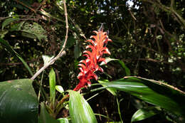 Image of Pitcairnia nigra (Carrière) André