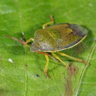 Image of Piezodorus lituratus (Fabricius 1794)