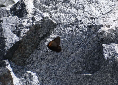 Image de Erebia magdalena Strecker 1880