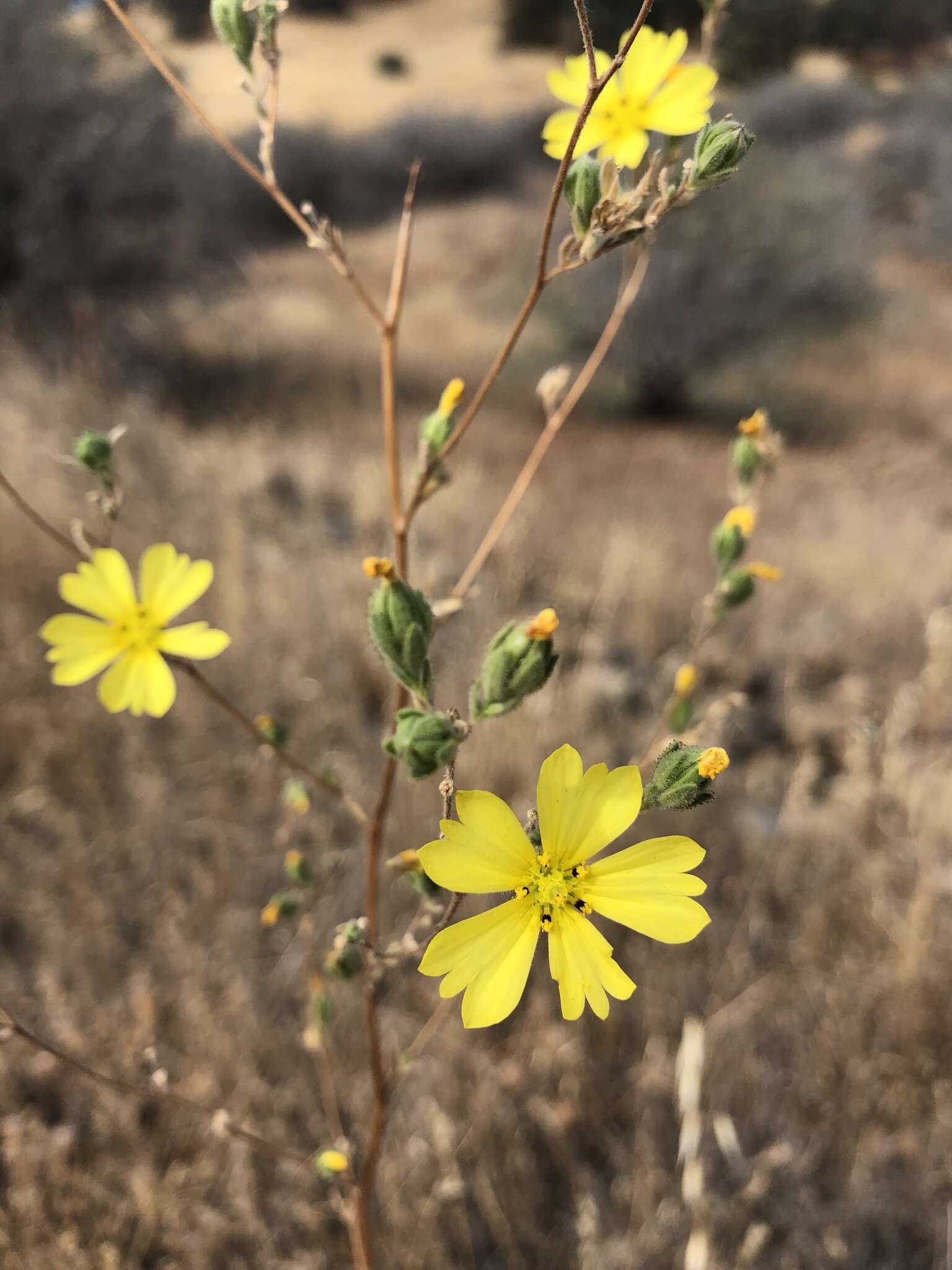 Слика од Lagophylla glandulosa A. Gray