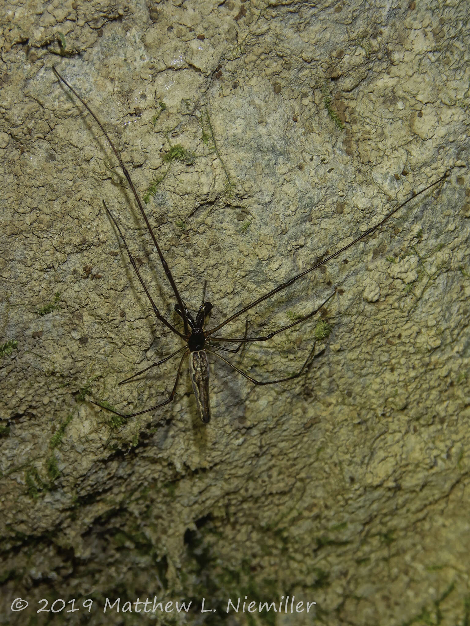 Image of Tetragnatha elongata Walckenaer 1841