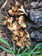 Image of Pholiota terrestris Overh. 1924