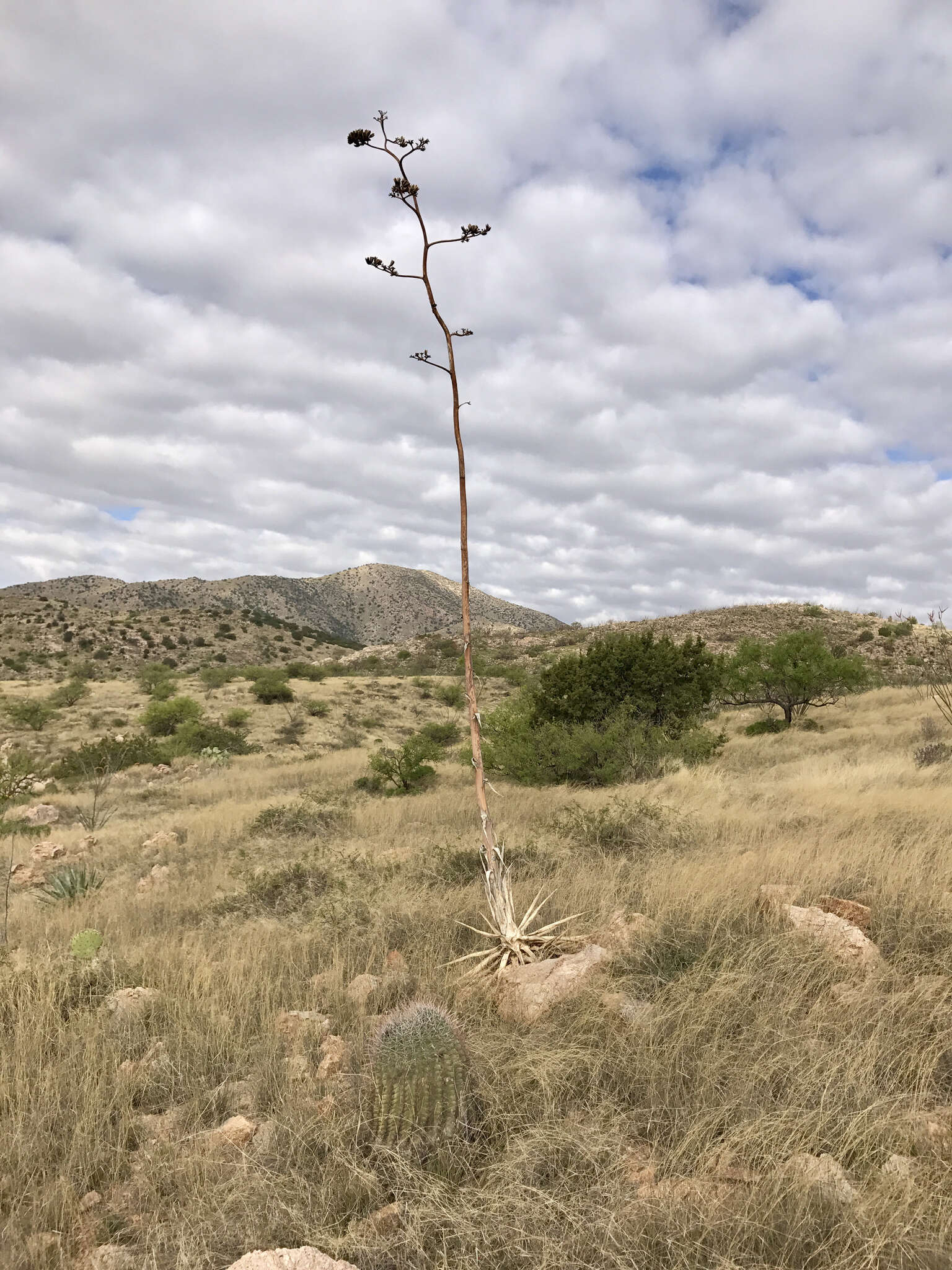 Agave palmeri Engelm. resmi