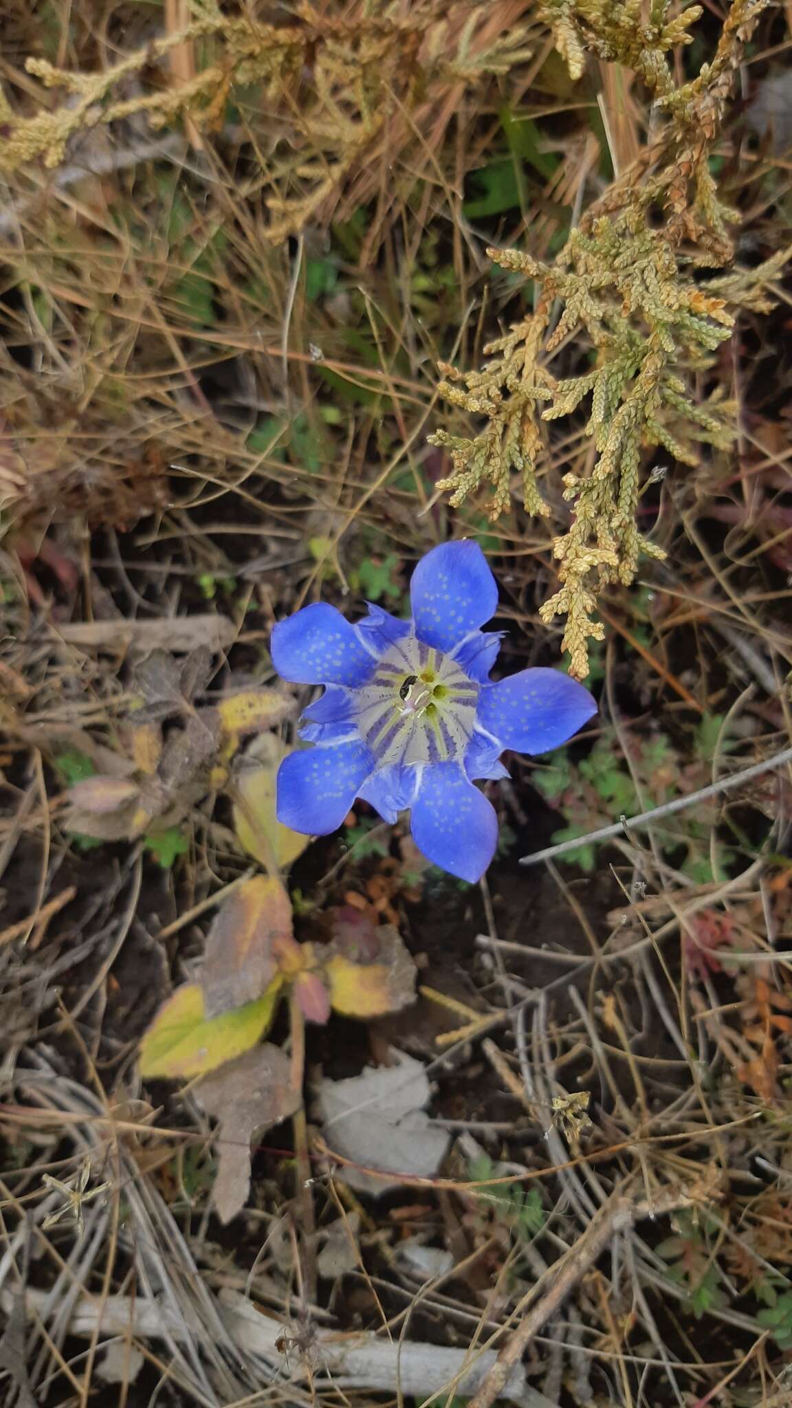 Image of Gentiana bicuspidata (G. Don) Briquet