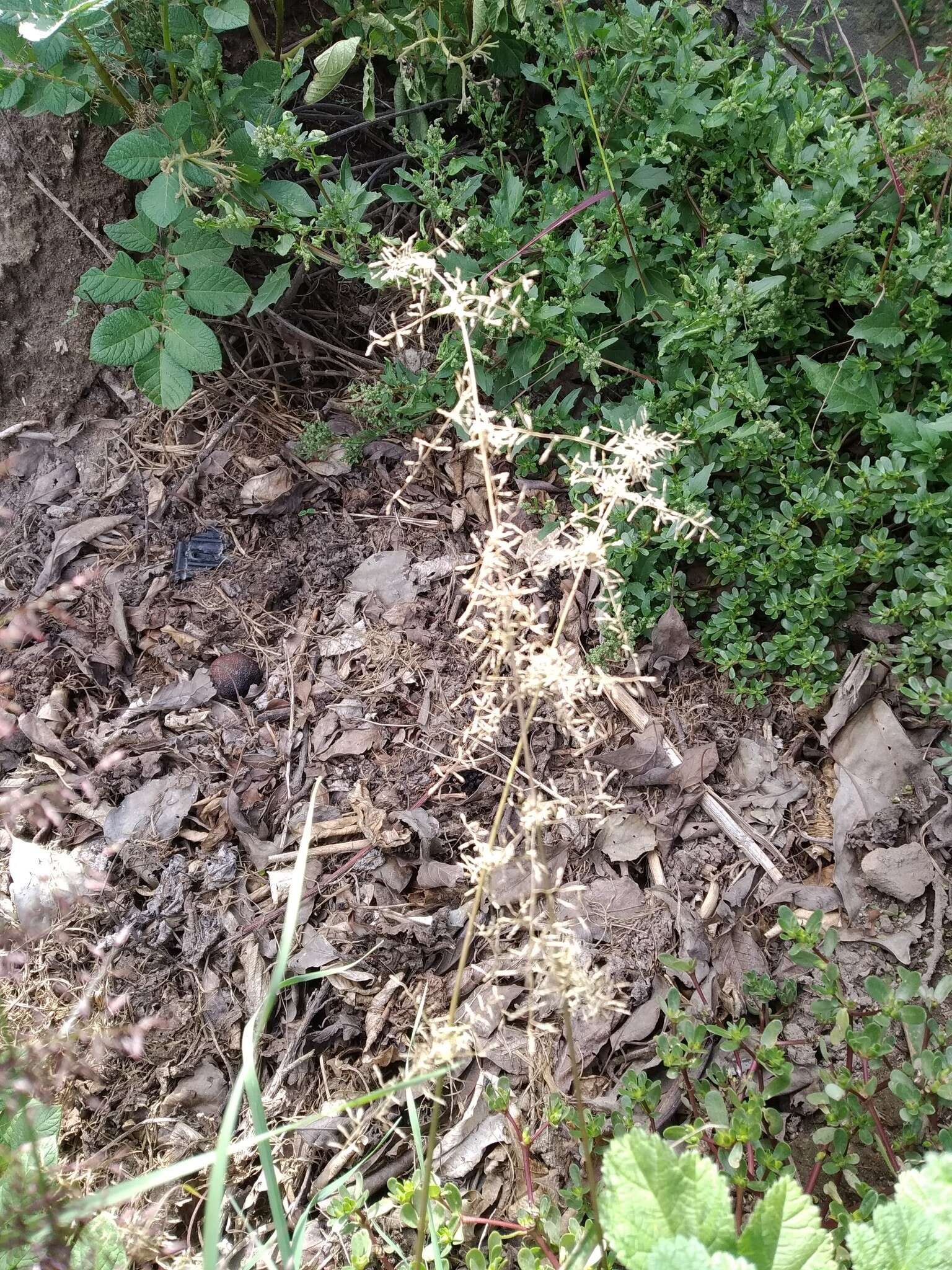 صورة Eragrostis tenuifolia (A. Rich.) Hochst. ex Steud.