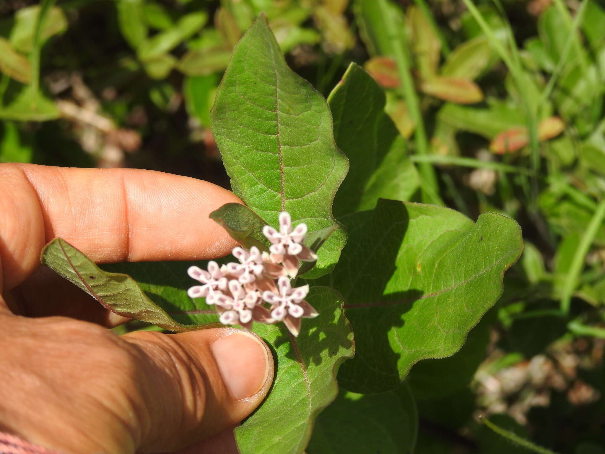 صورة Asclepias jorgeana M. Fishbein & S. P. Lynch