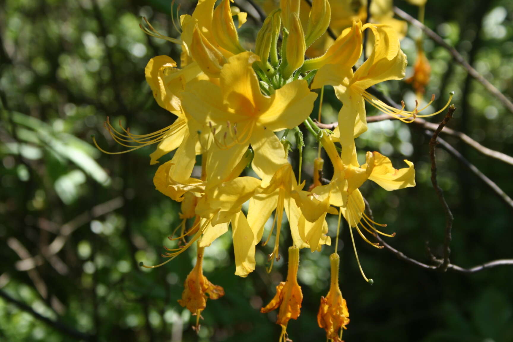 Image of Yellow Azalea