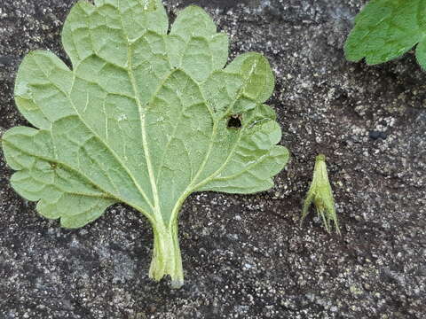 Image of Lamium confertum Fr.