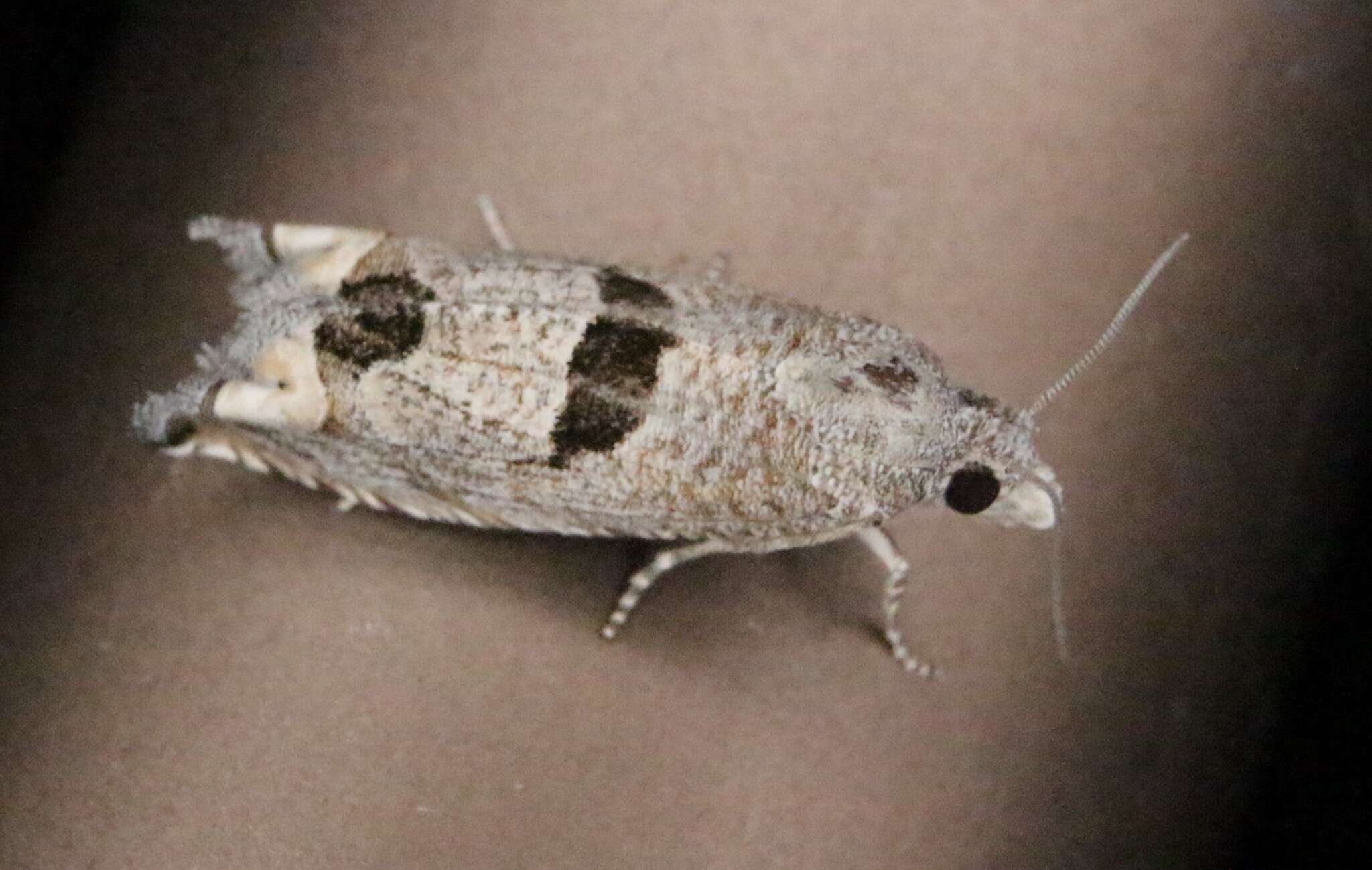 Image of Sunflower Bud Moth