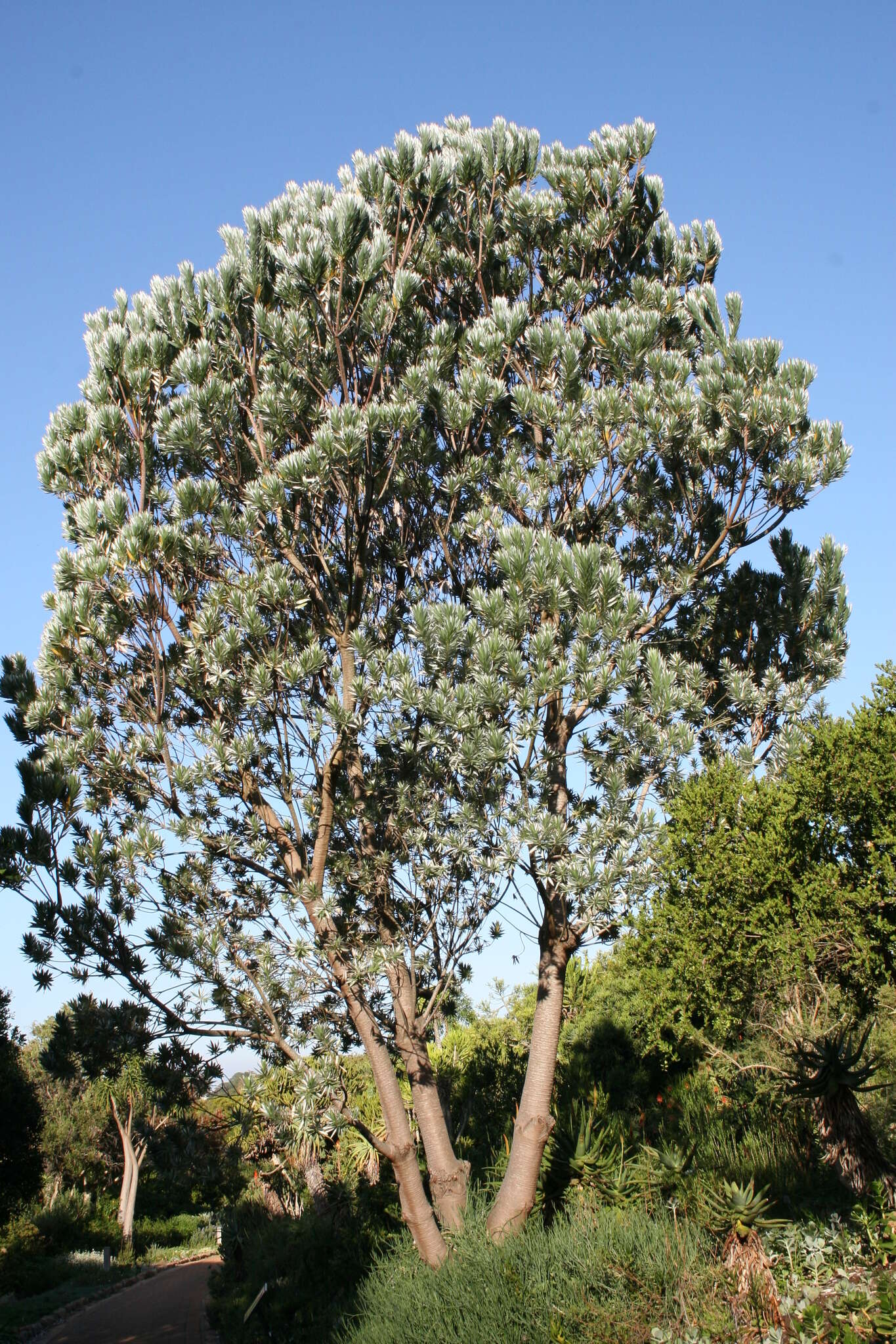 Image de Leucadendron argenteum (L.) R. Br.