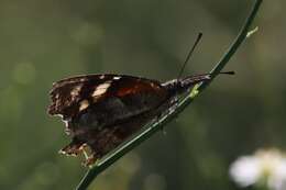 Image of Libytheana carinenta streckeri Austin & J. Emmel 1998