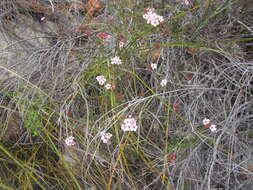 Image of Adenandra mundiifolia Eckl. & Zeyh.