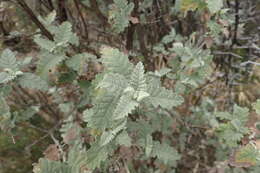 Imagem de Buddleja glomerata H. Wendl.