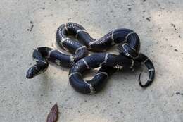 Слика од Lampropeltis getula (Linnaeus 1766)