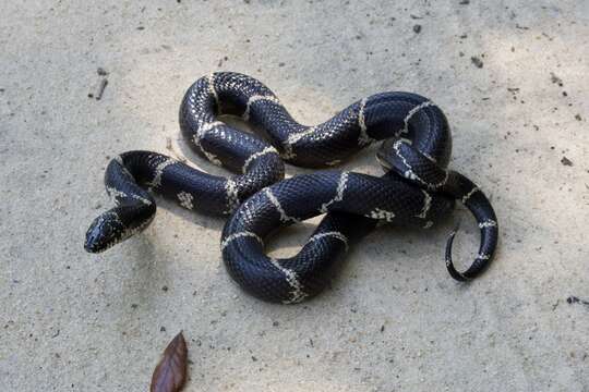 Imagem de Lampropeltis getula (Linnaeus 1766)