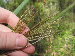 Image of Chinese silvergrass