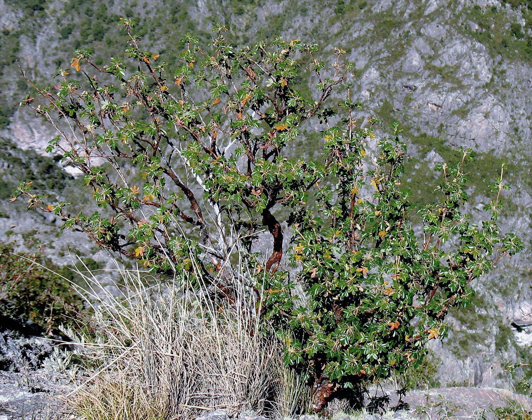 Image of Polylepis australis Bitter