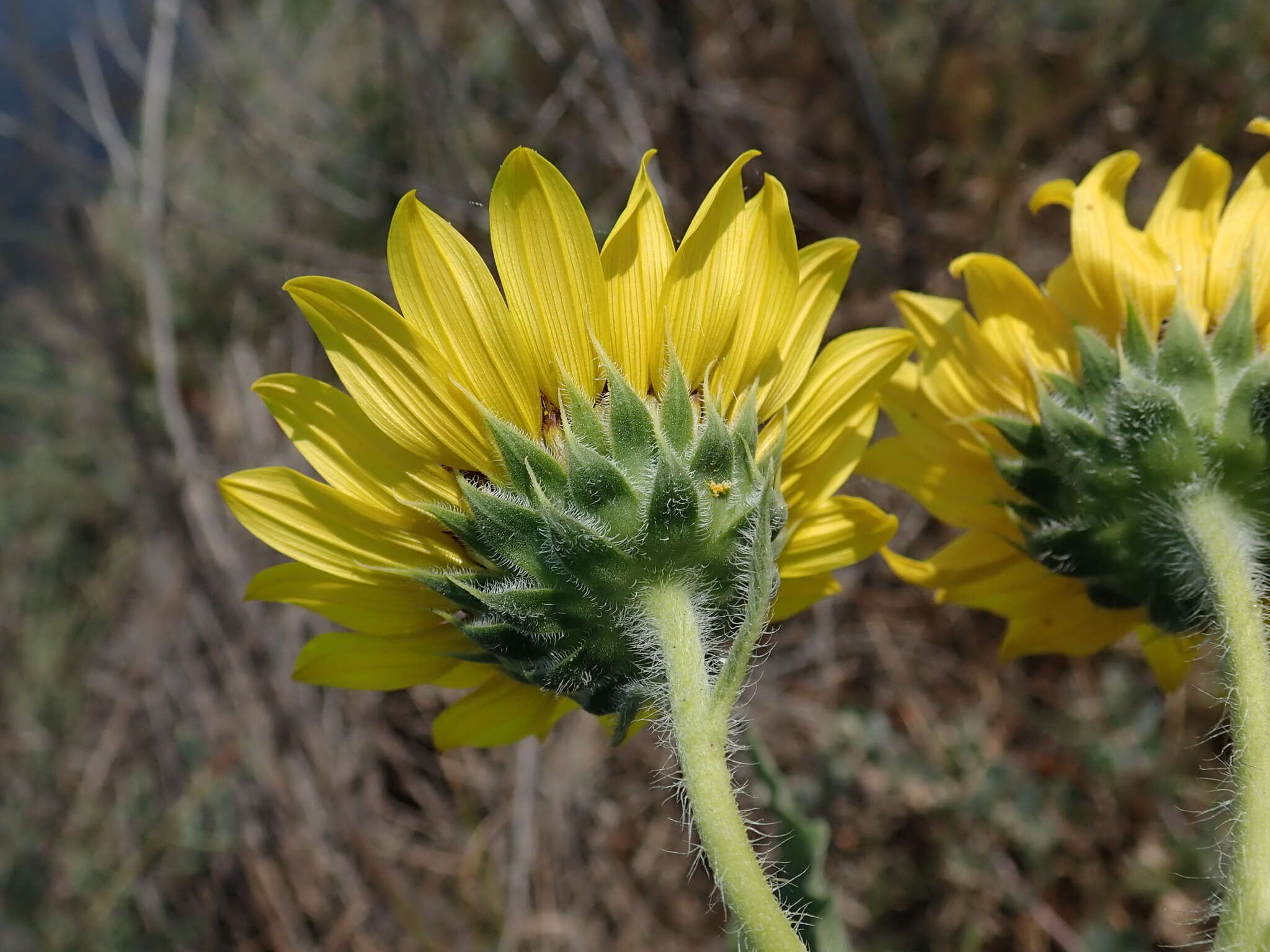 Image of cucumberleaf sunflower