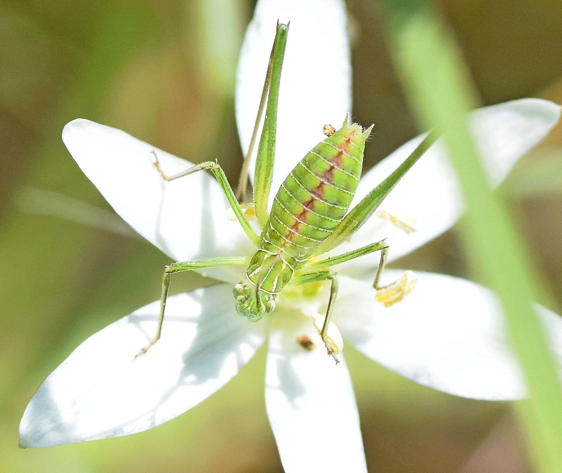 Imagem de Tylopsis lilifolia (Fabricius 1793)