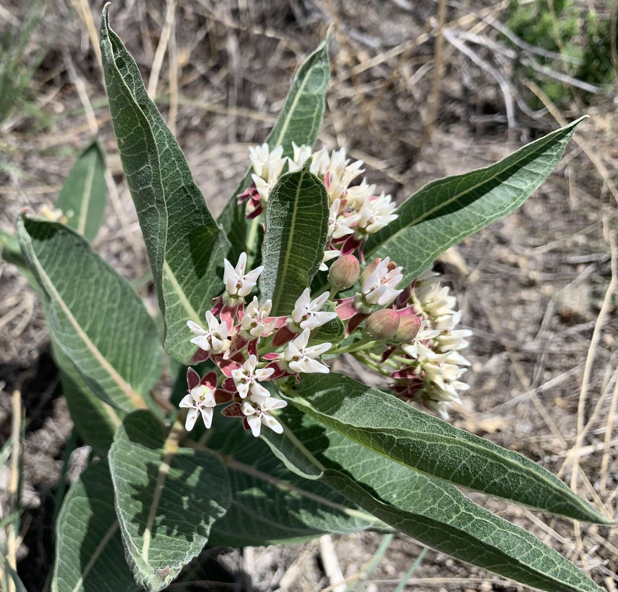 Image of Hall's milkweed