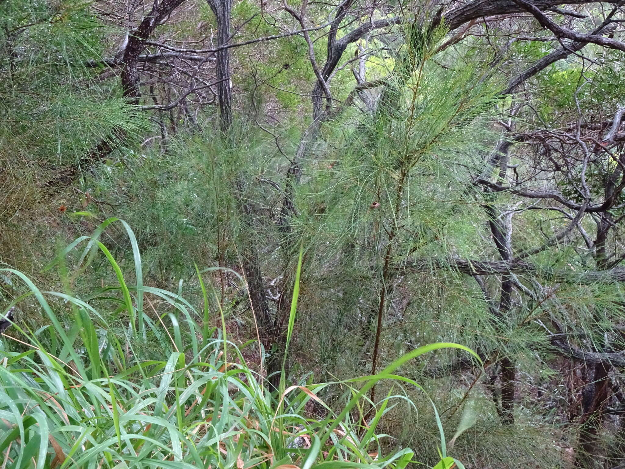 Image of Casuarina collina Poiss. ex Panch. & Sebert