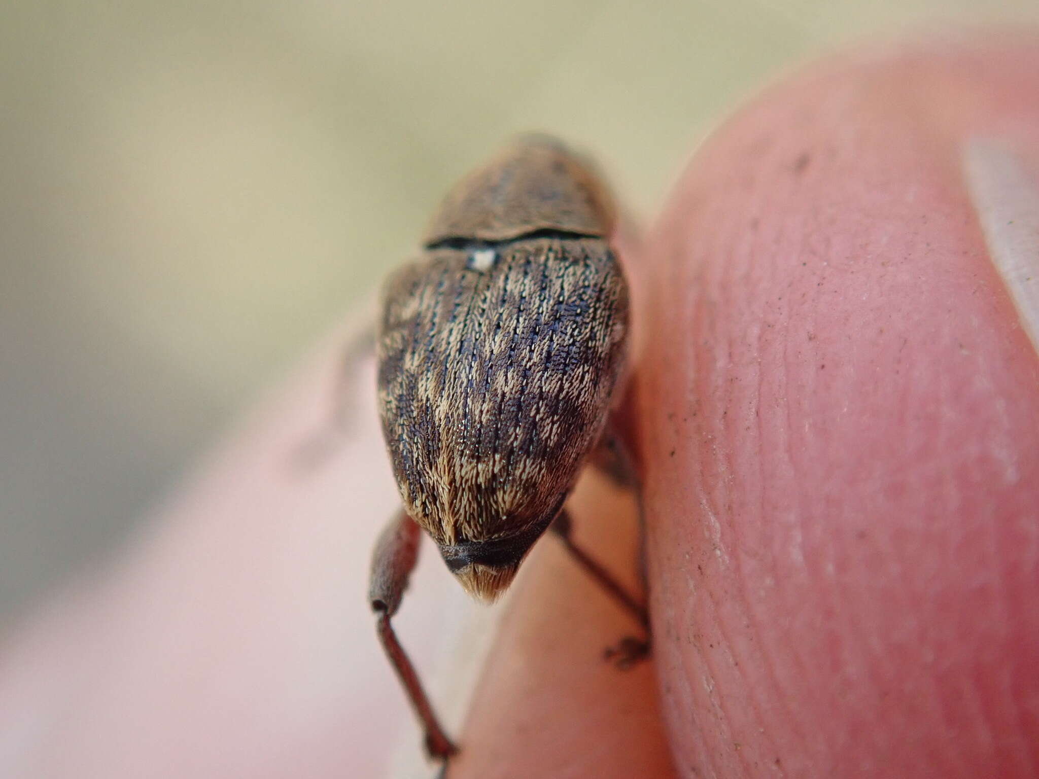 Imagem de Curculio nucum Linnaeus & C. 1758