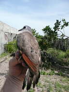 Image of Black-billed Dove