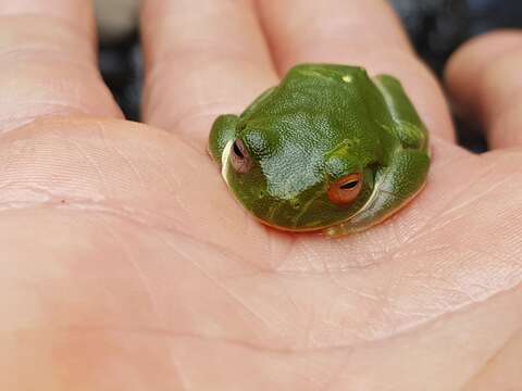 Image of Red-eyed Green Treefrog