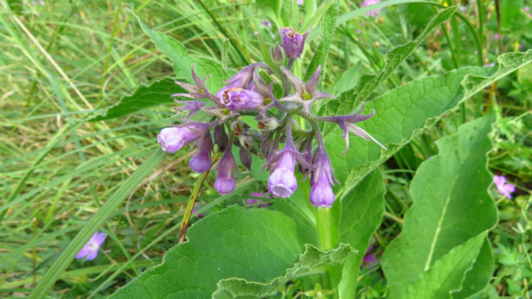 Symphytum officinale subsp. uliginosum (A. Kern.) Nyman的圖片