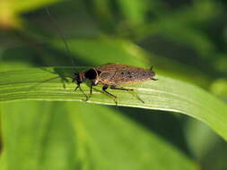 Image of Ectobius (Ectobius) erythronotus Burr 1898