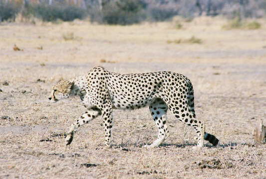 Imagem de Acinonyx jubatus jubatus (Schreber 1775)