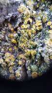 Image of orange lichen