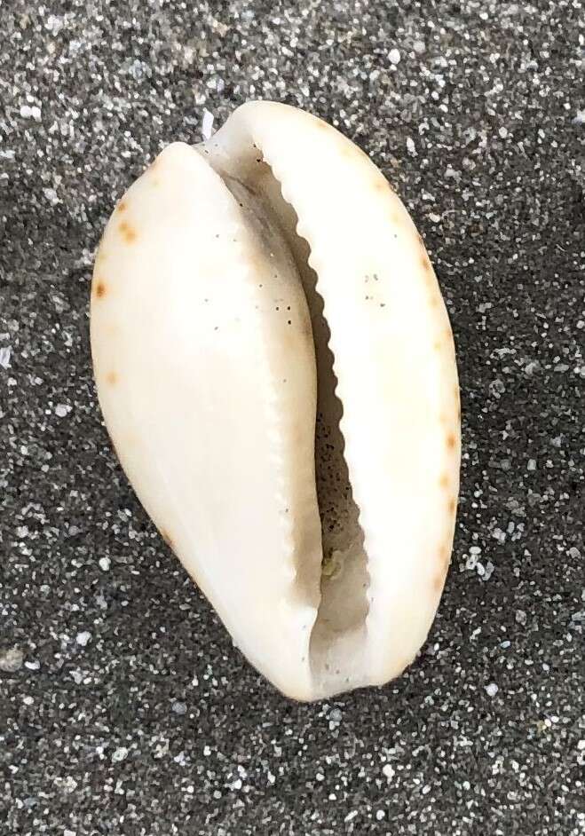 Image of Notocypraea comptonii (Gray 1847)