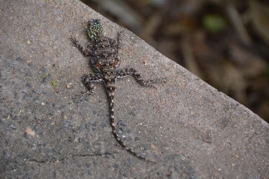 Слика од Agama lionotus Boulenger 1896