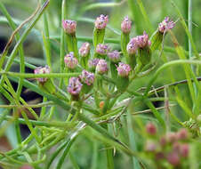 Image of cumin