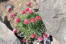 Image of Armeria maritima subsp. andina (Poeppig ex Boiss.) D. M. Moore & Yates