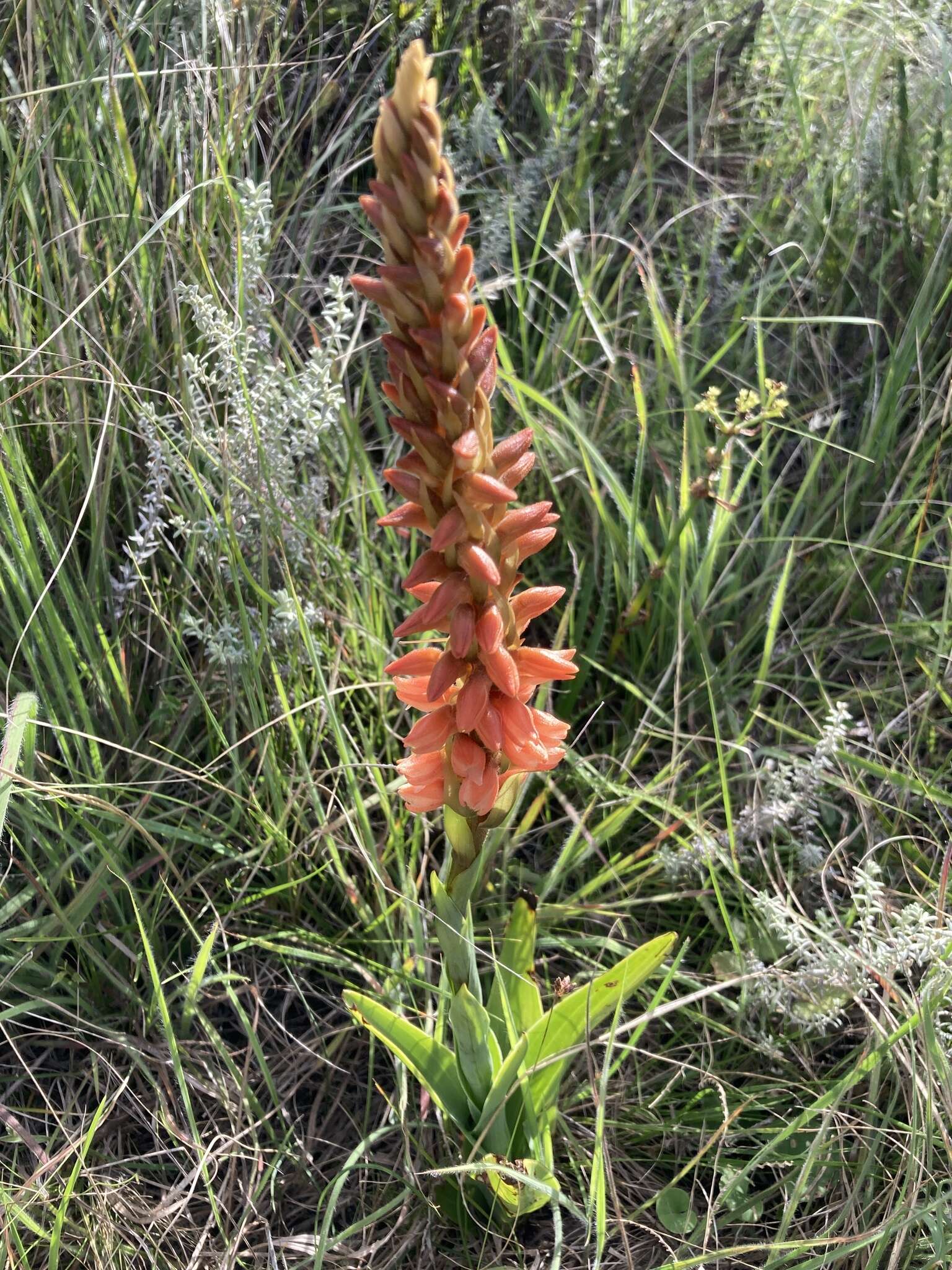 Image de Skeptrostachys arechavaletanii (Barb. Rodr.) Garay