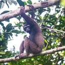 Image of Bornean Gibbon