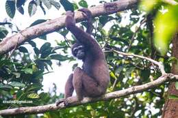 Image of Bornean Gibbon