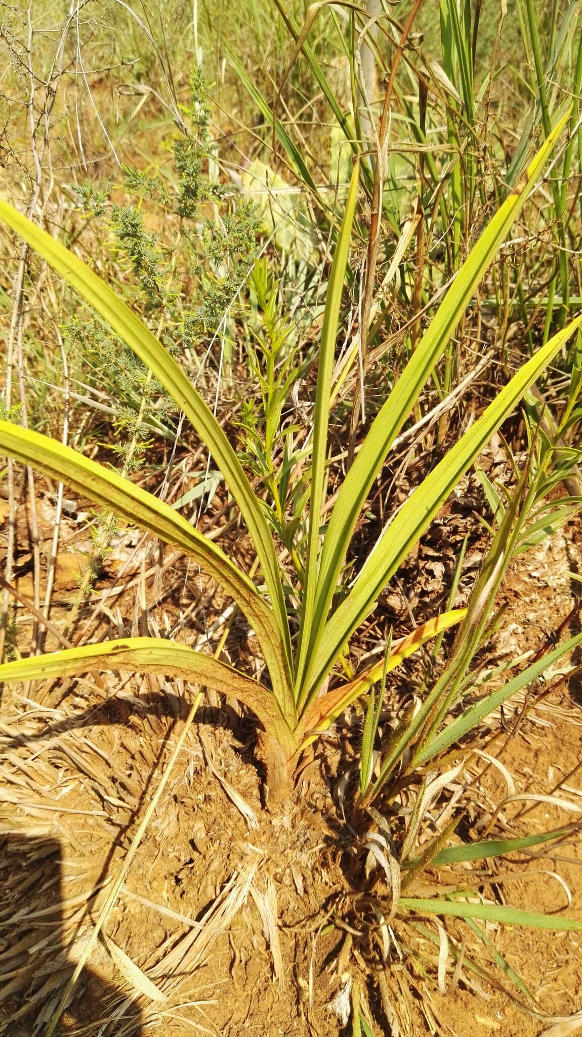 Sivun Eulophia ovalis var. bainesii (Rolfe) P. J. Cribb & la Croix kuva