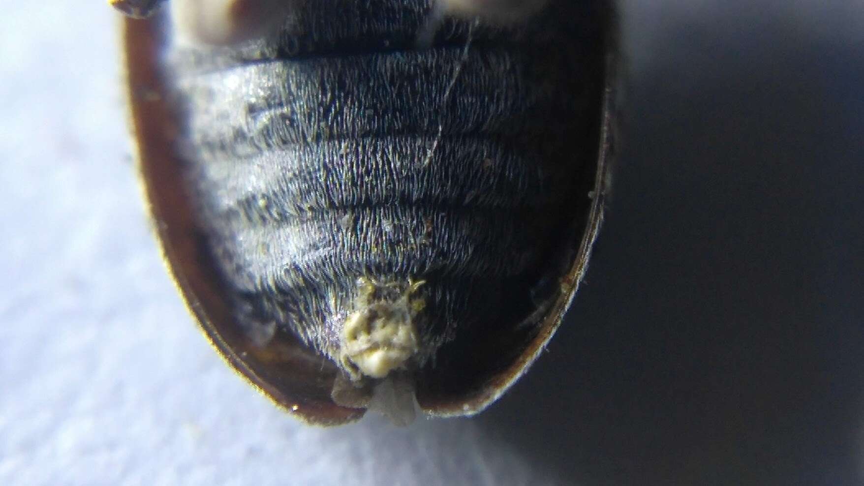 Image of Astylopsis sexguttata (Say 1827)