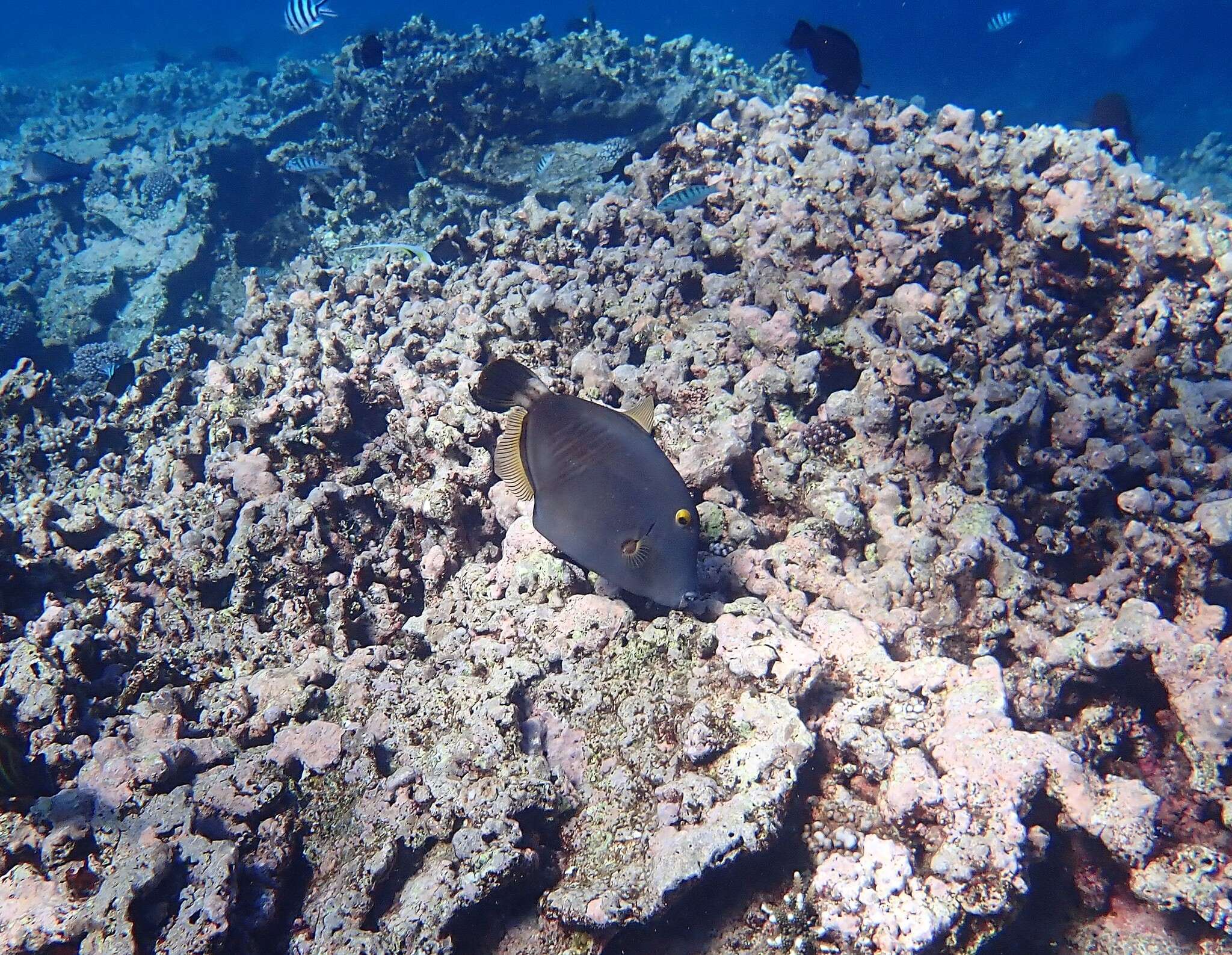 Image of Barred Filefish