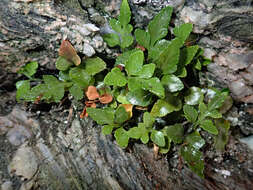 Image of Asplenium pauperequitum Brownsey & P. J. Jacks.