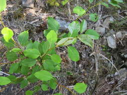 Image of Common Aspen Leaf Miner