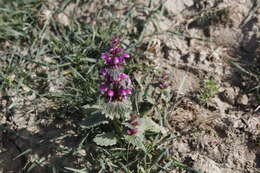 Image of Lamium orientale (Fisch. & C. A. Mey.) E. H. L. Krause