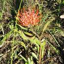 Sivun Leucospermum gerrardii Stapf kuva