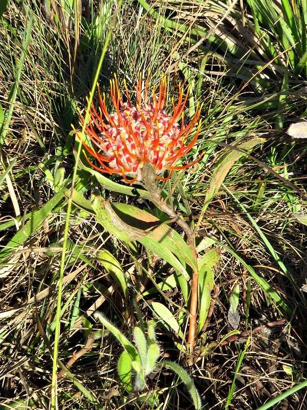 Image of Leucospermum gerrardii Stapf