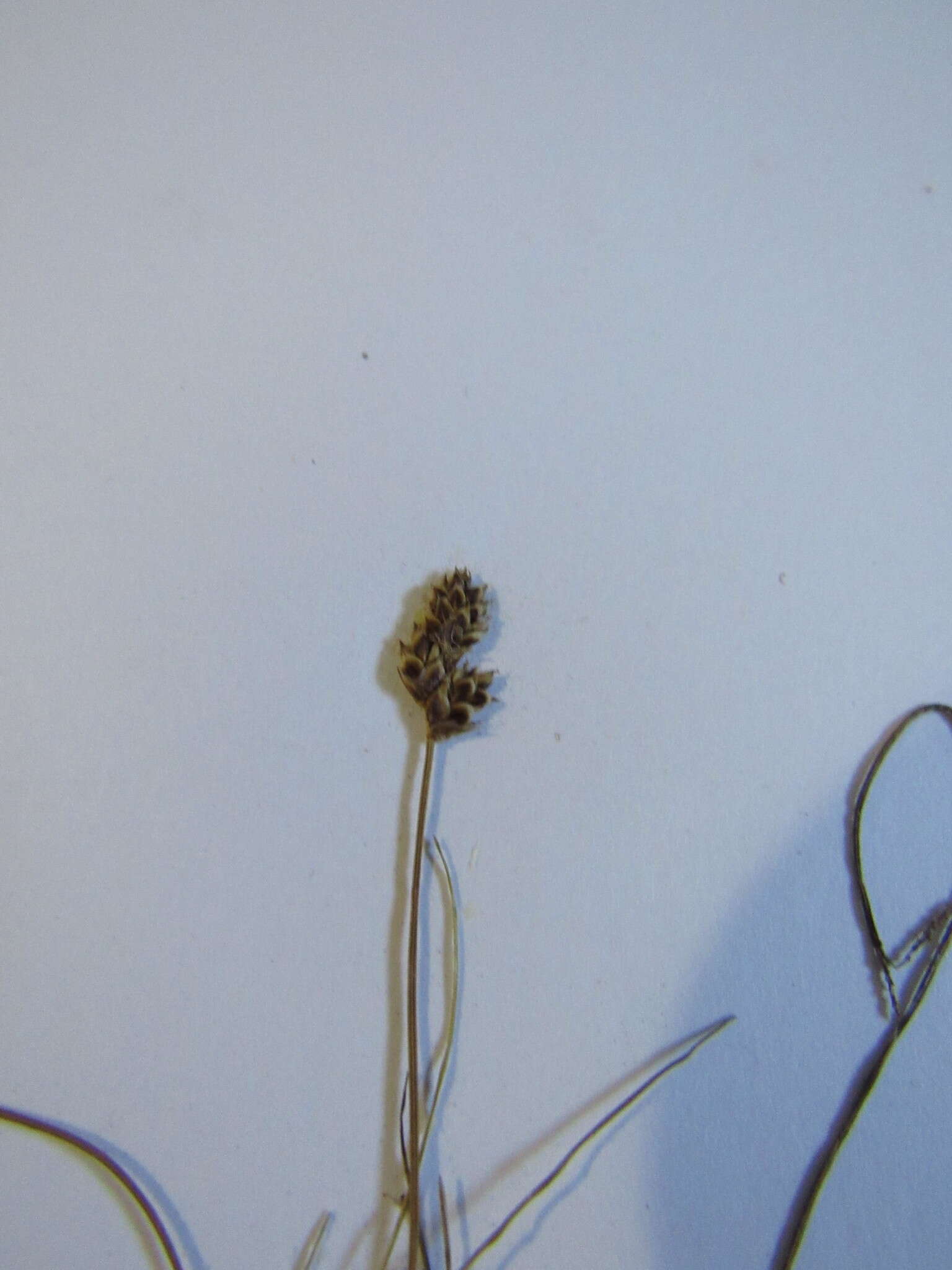 Image of Clustered sedge