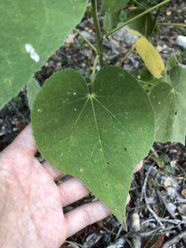 Image of false Indianmallow