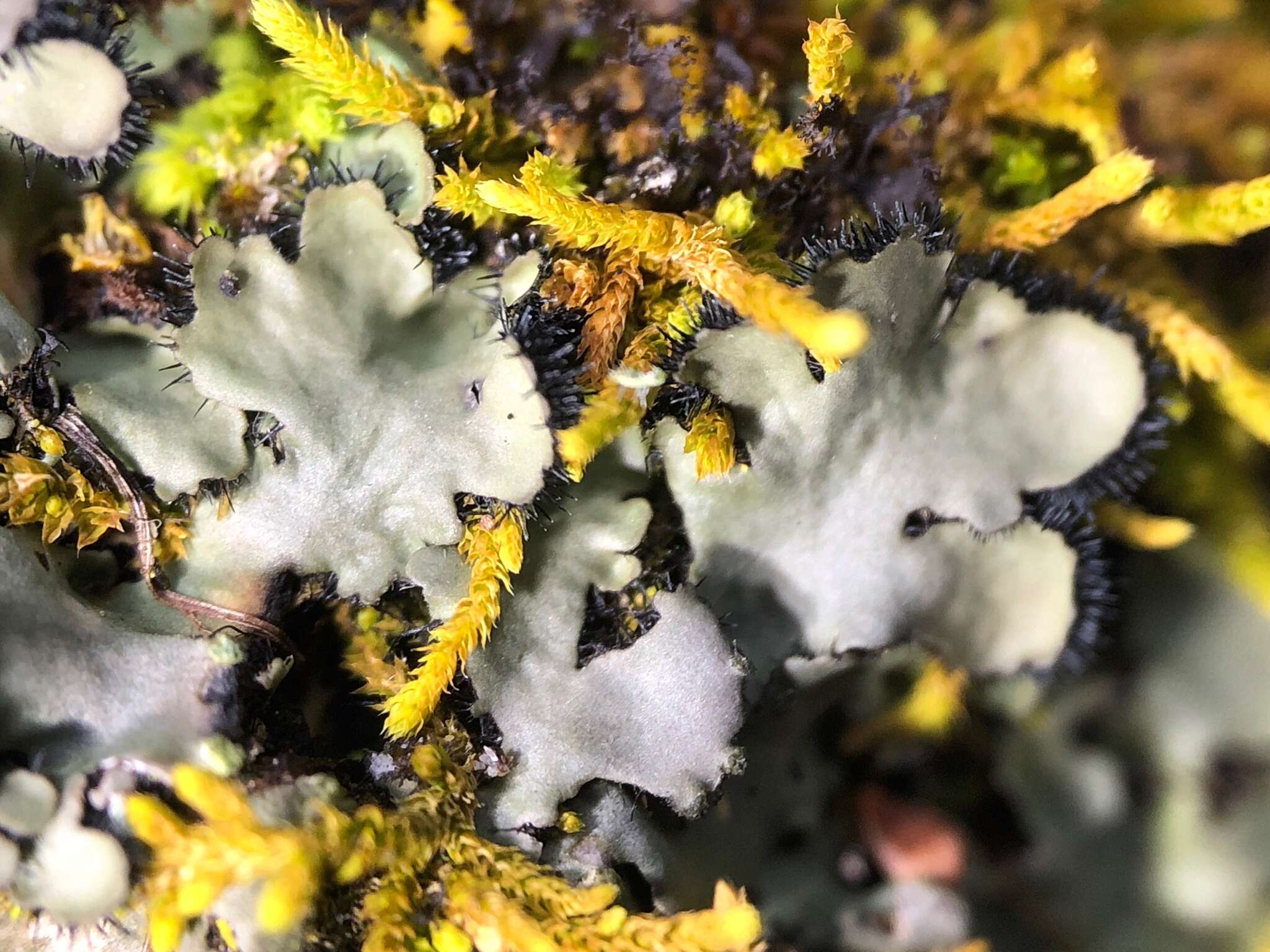 Image of hispid wreath lichen